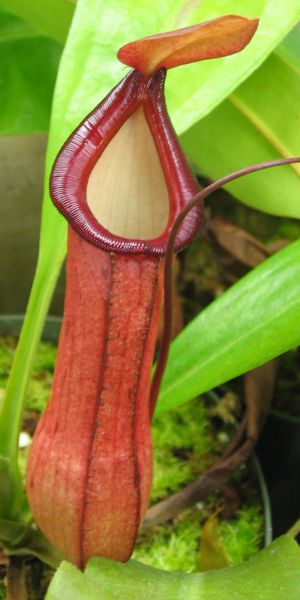 00267 Nepenthes