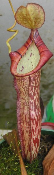 00268 Nepenthes