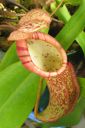 00273 nepenthes