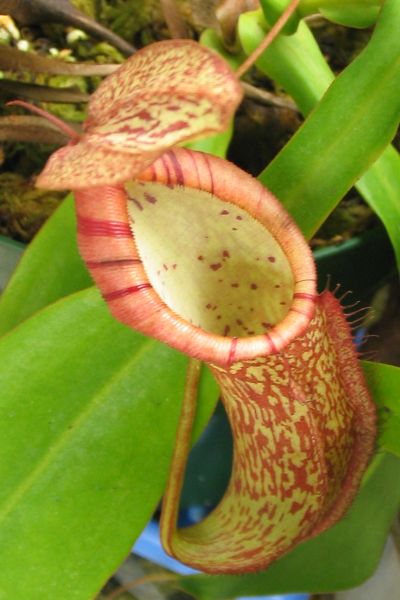00273 Nepenthes