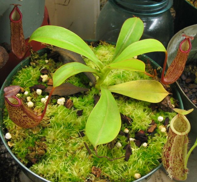 00274 Nepenthes